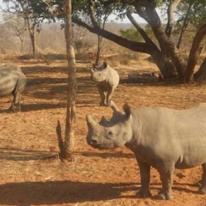 Game Drive (Private Reserve)