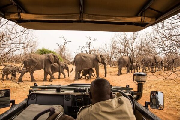 Game Drive ( Zambezi Park)